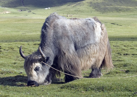 gray yak bull in Tibet